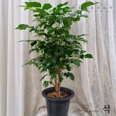 해피트리 플라워석 녹보수(대박나무) 75~80cm 공기정화식물 키우기 쉬운 반려식물 포트화분