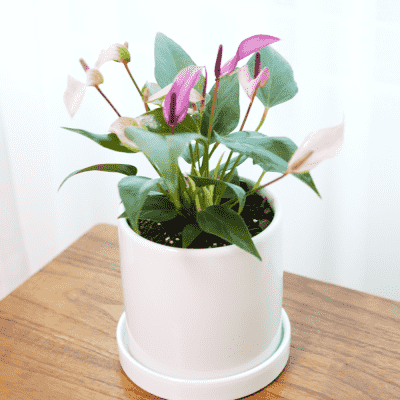 안시리움 (세라믹화분+받침 포함) 안스리움 릴리 바닐라 핑크 키우기쉬운 사계절피는꽃 실내 공기정화 식물 집들이 개업 선물 [나는식물이좋아], 지저우