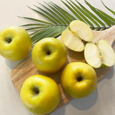 감홍사과 노란사과 황금사과 사과 시나노골드 가정용 흠과 사과 5kg, 5kg
